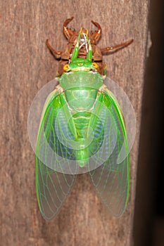 Cicada molting exuvia emerging shell