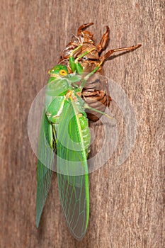 Cicada molting exuvia emerging shell