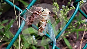 Cicada Molting in a garden