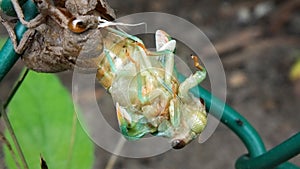 Cicada Molting in a garden