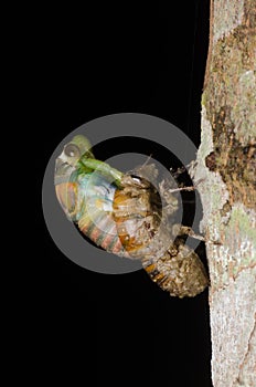 Cicada molting isolated on black background