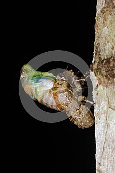 Cicada molting isolated on black background