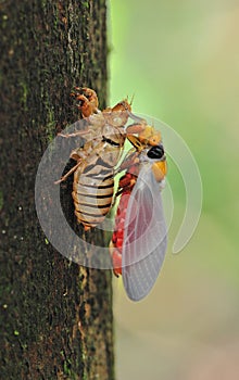 Cicada molting
