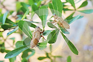 Cicada molting in tree. molt