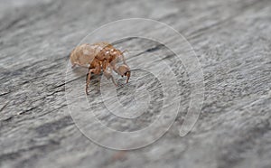 Cicada molting