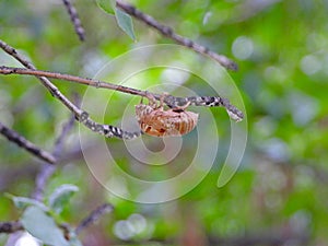 Cicada molts hanging on tree branches