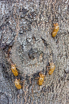 Cicada moulting