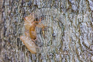 Cicada moulting