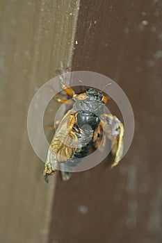 Cicada newly emerged with wonky wings - Magicicada