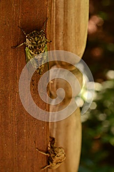 Cicada newly hatched from exuvia