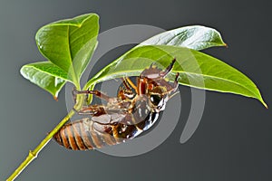 Cicada nymph photo