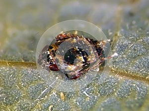 Cicada nymph on avocado leaf