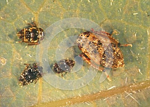 Cicada nymph on avocado leaf
