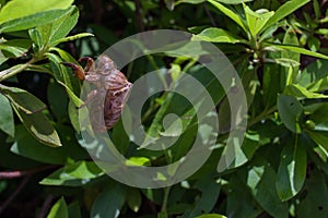 Cicada nymph shell, Japan.