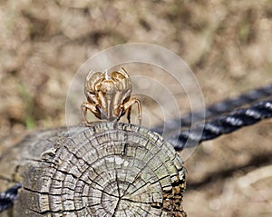 Cicada nymph shell