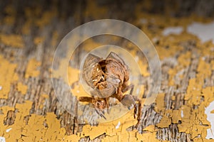 Cicada Nymph Shell Insect Bug