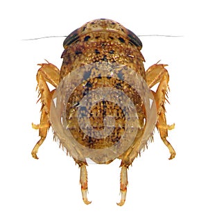 Cicada nymph on a white background