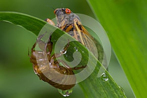 Cicada with Nymphal Skin