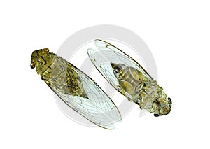 Cicada (order Hemiptera,suborder Auchenorrhyncha). photo