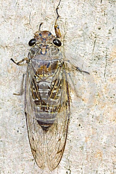 Cicada (order Hemiptera,suborder Auchenorrhyncha).