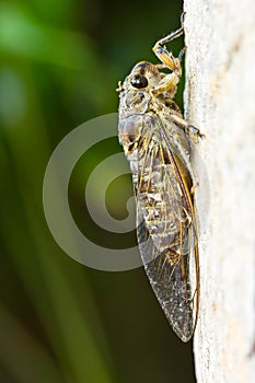 Cicada (order Hemiptera,suborder Auchenorrhyncha).