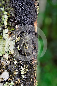 Cicada orni standing on wet tree trunk