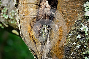 Cicada orni on the tree trunk in the forest