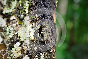 Cicada orni on the trunk in rainy day