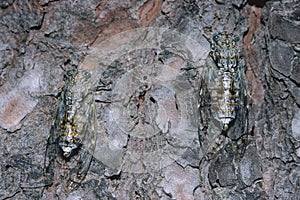 Cicada orni,  two specimens on a trunk