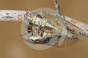 Cicada