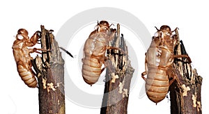 Cicada peel of molting isolated on white background