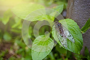 Cicada perched on Leaf after rain on green background