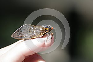 Cicada perched nicely on fingertip 2 - Magicicada