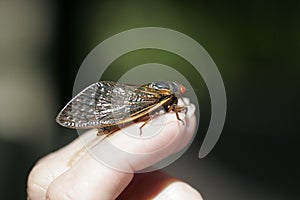 Cicada perched nicely on fingertip - Magicicada