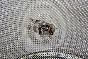 Cicada (Platypleura octoguttata) on wire mesh : (pix Sanjiv Shukla)