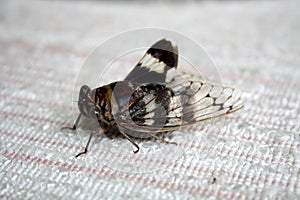 Cicada (Platypleura octoguttata) on wire mesh : (pix Sanjiv Shukla)