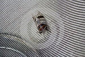 Cicada (Platypleura octoguttata) on wire mesh : (pix Sanjiv Shukla)