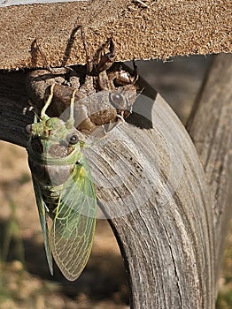 Cicada shedding its shell