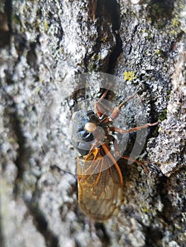 Cicada resting on the side of a large maple tree