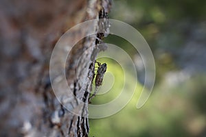 Cicada resting on a tree