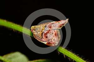 Cicada(Ricanula pulverosa)