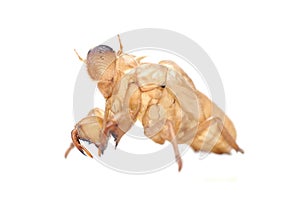Cicada`s golden shell