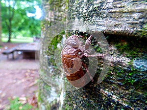Cicada`s larva shell