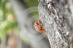 Cicada`s shell attached to the tree