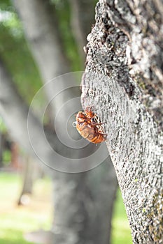 Cicada`s shell attached to the tree