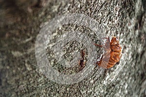 Cicada`s shell attached to the tree