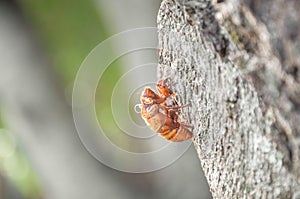 Cicada`s shell attached to the tree