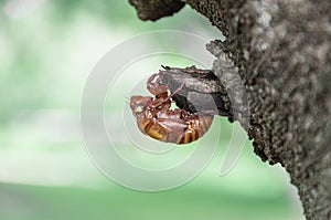 Cicada`s shell attached to the tree