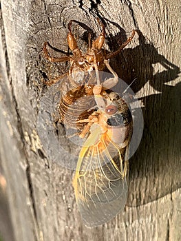 Cicada Sees His Shadow