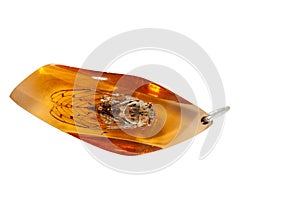 Cicada set in amber or resin